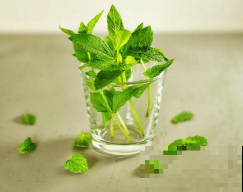 4种适合养在家里的花，满屋清香，夏天用它泡水还能解暑！