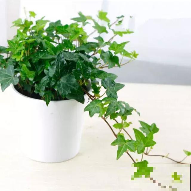 这5种花，专吸二手烟，喷喷水叶子油绿又茂盛！
