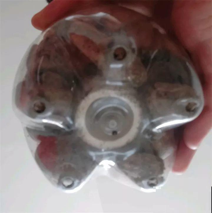 绿萝裹个旧毛巾，俩月能爬1米高，一片叶子脸盆大！