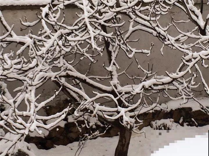 百香果、无花果，自己在家就能种，1根枝结3斤果！