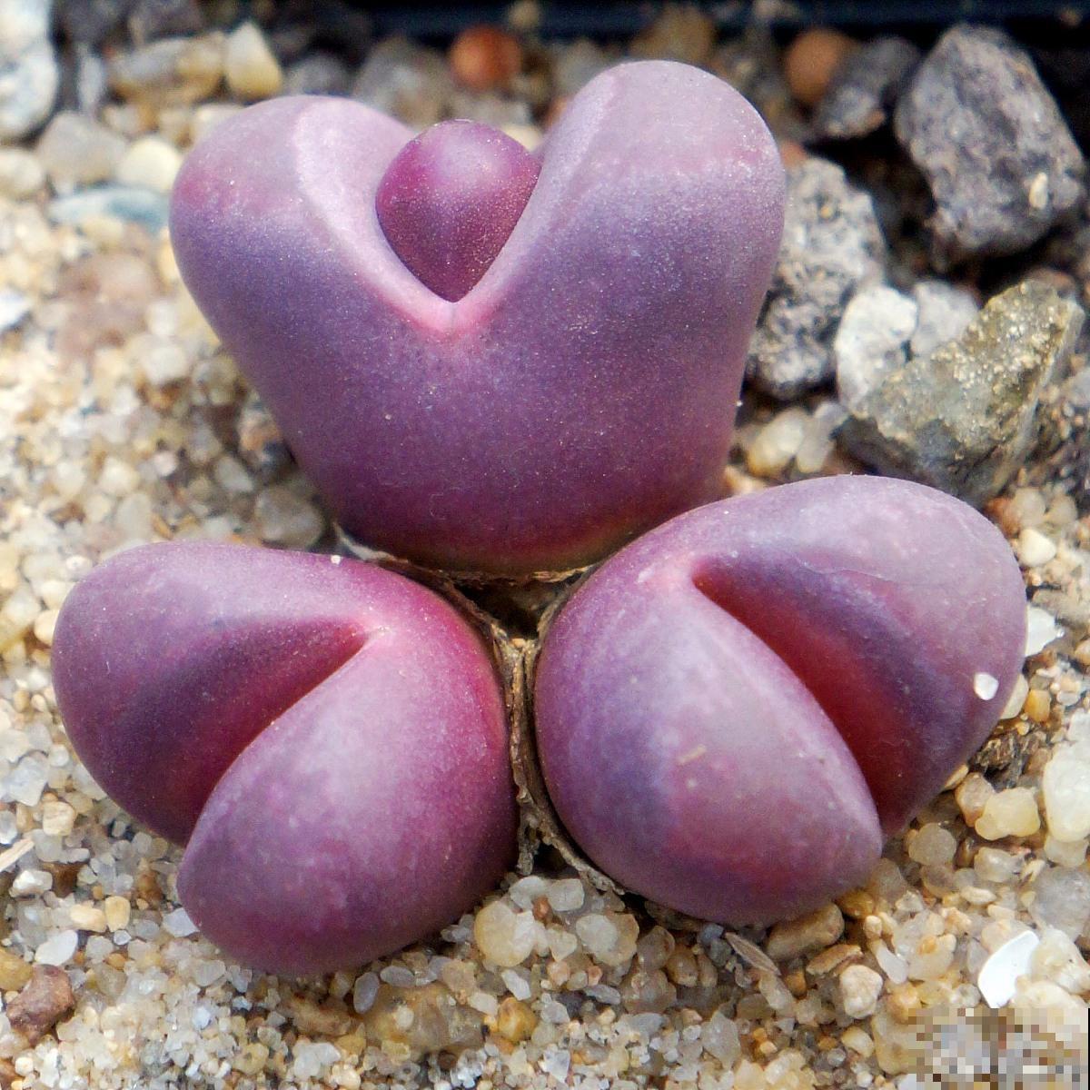 石生花脱皮怎么处理