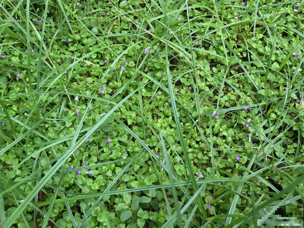 小米草种子怎样种植