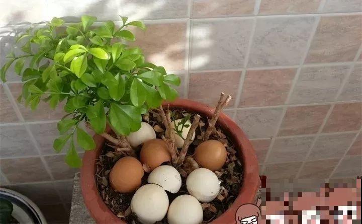 路边捡把“超能肥”，撒盆里，浇点水，花儿疯长不要命！
