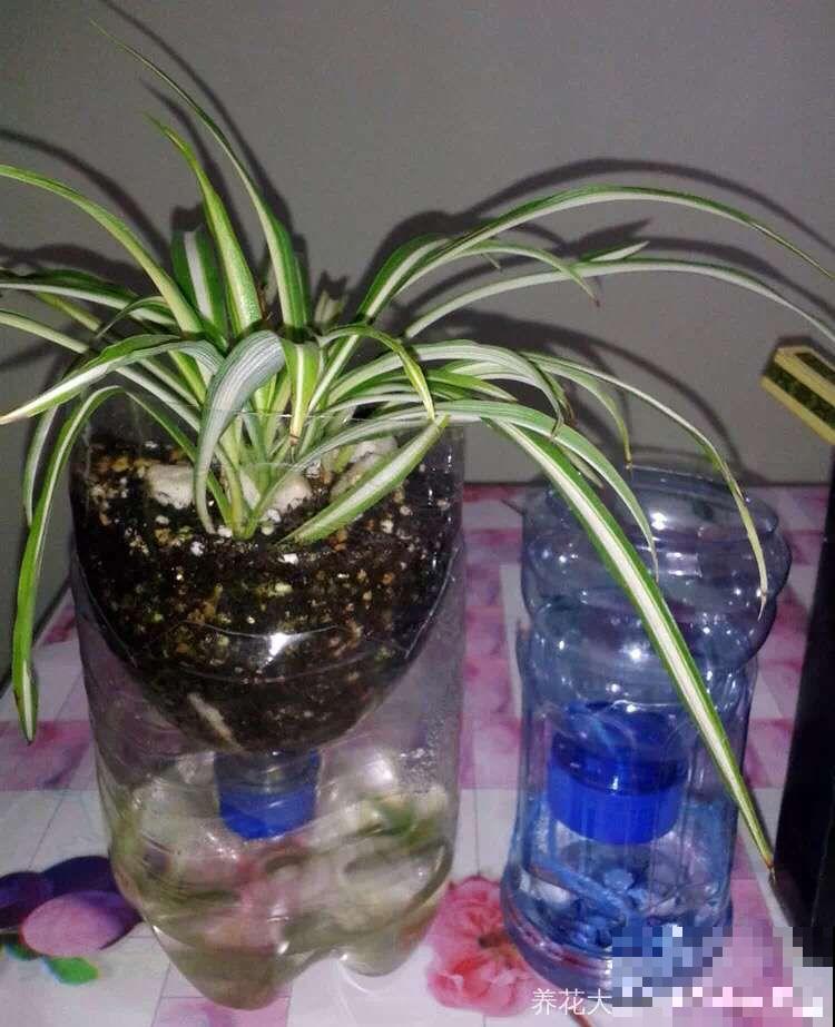 在养花人眼里，塑料瓶可是好宝贝，摇身一变成绿萝柱！