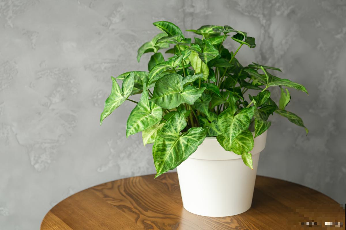 植物青苹果怎么养