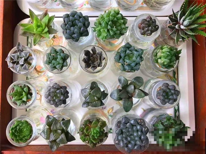 这花掐个枝丢水里，3天就生根，10天爆出一大盆！