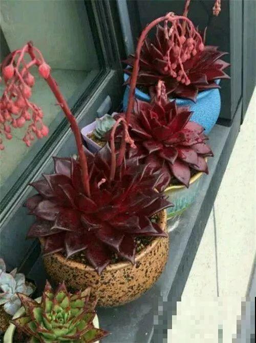 这种系列多肉，颜值高价格也贵，夏天可是“重点保护动物”！
