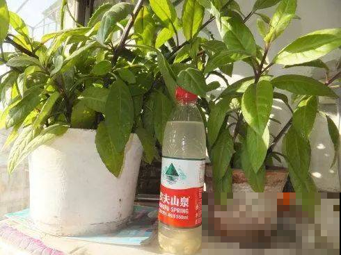 这花太爱“吃醋”，半月来一勺，开花蹭蹭的白又香！