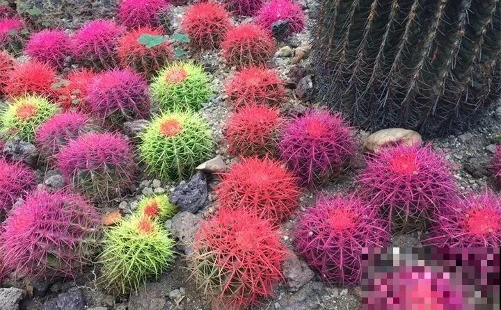 养了两个月的花，竟发现是假的？这些套路还真得摸清楚！