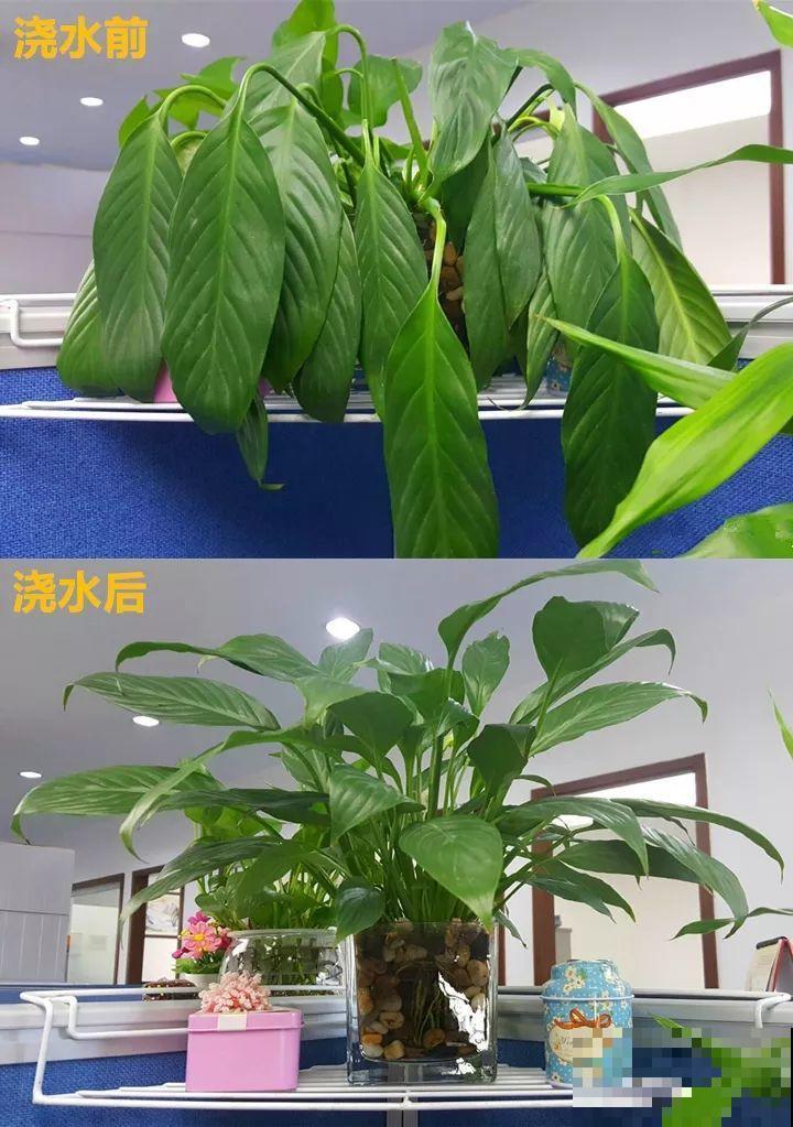 这10种“水桶花”，夏天得用大缸养，越浇水长得越疯狂！