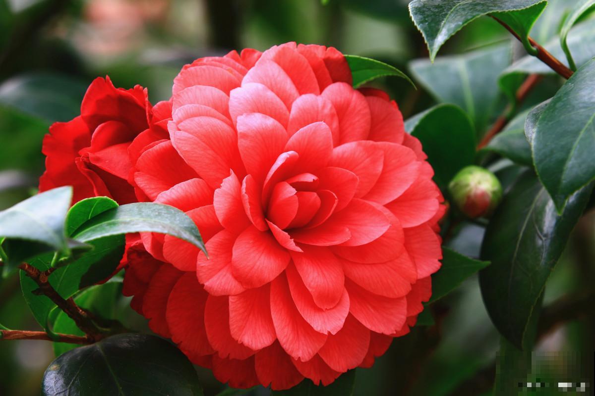 红茶花怎么养的？