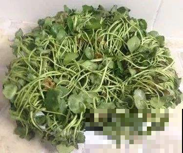 铜钱草中暑变成软脚虾，赶紧剃成光头，两天就爆了盆！