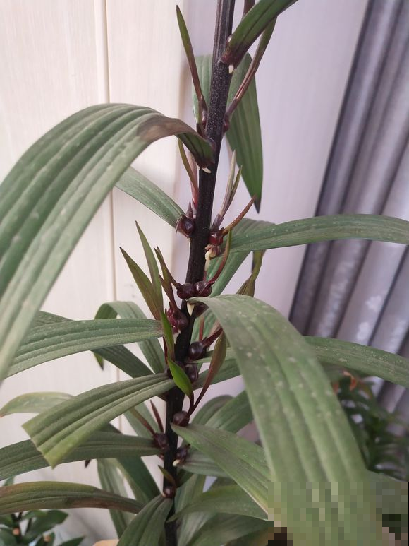百合咋长出一身小黑瘤？原来是这东西，看见的有福了！