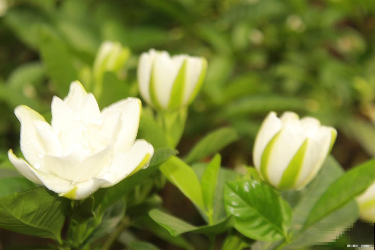 栀子花怎么养才能更旺盛开花