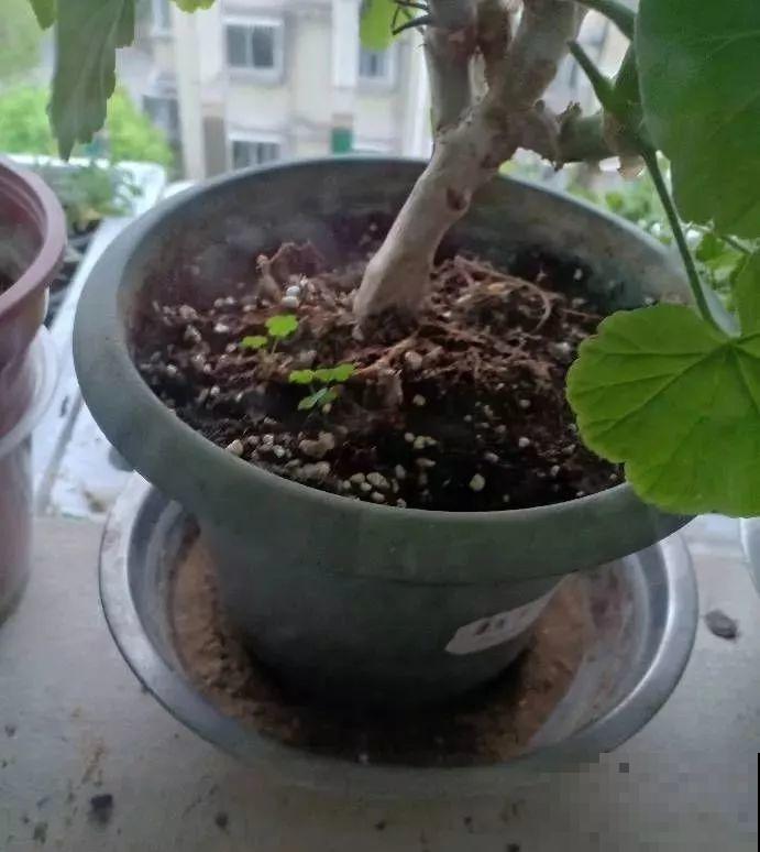 三伏天高温下，家里的花再不管，死得只剩盆！