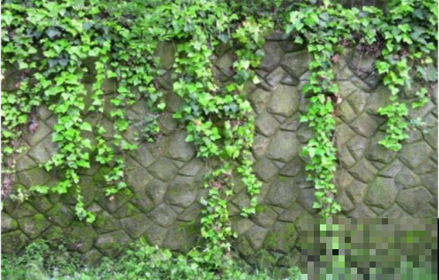 这4种花，叶子油绿还省心，越养家里空气越好！