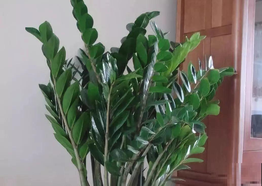 这花就得穷养，盆越小水越少，根壮侧芽才会多！