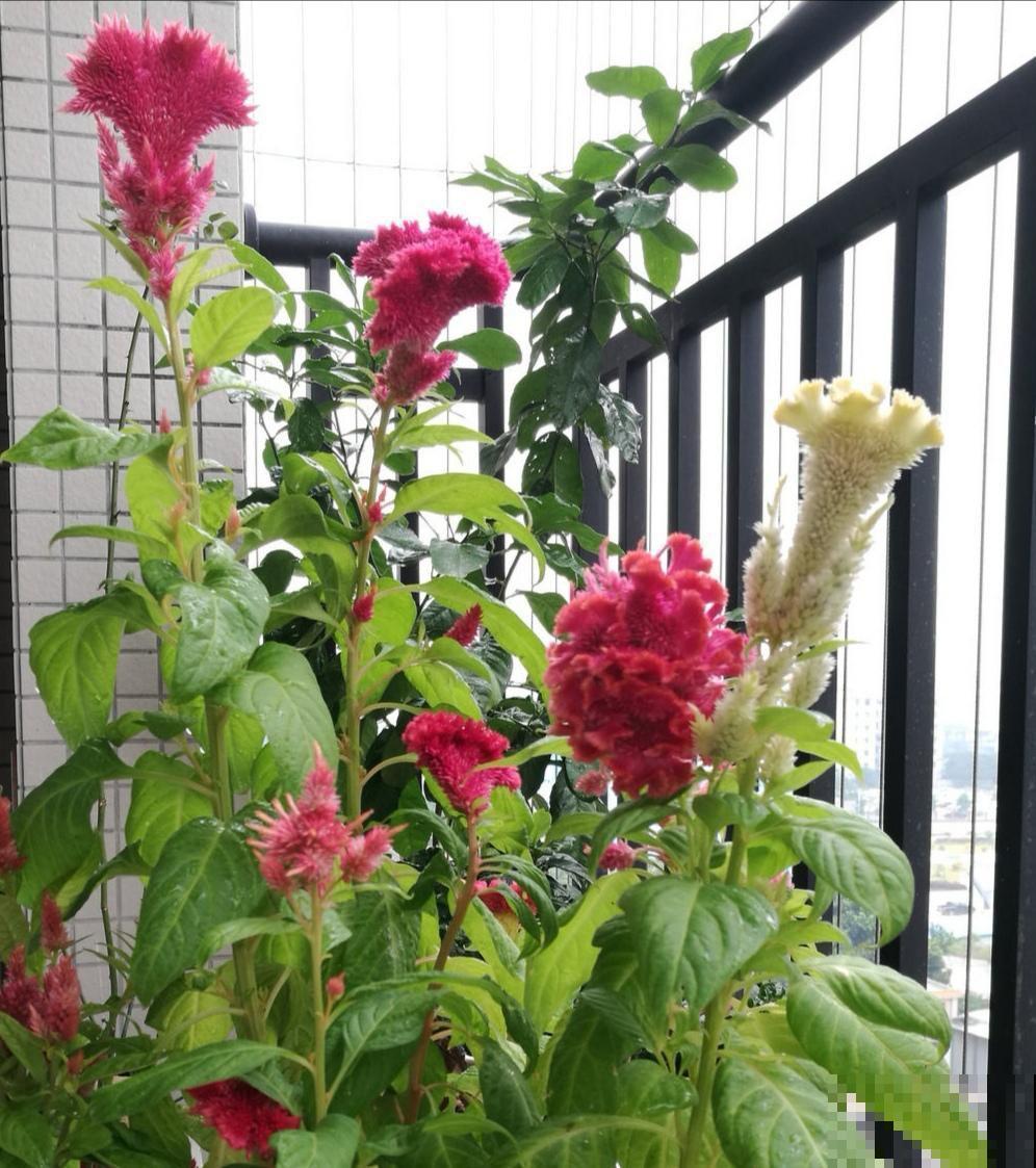 夏天就养这5种花，花开艳丽寓意好，喜气洋洋好运来！