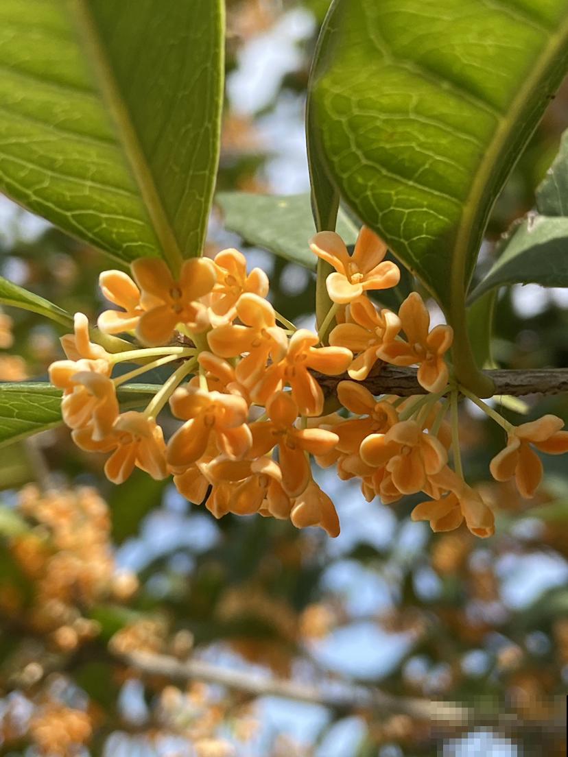 4种"杀菌花"，香气清新还能抑菌，居家常备身体好