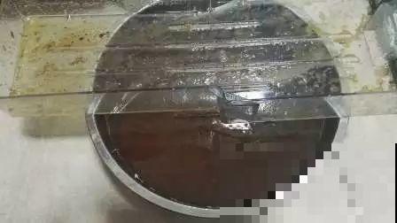2滴废油倒盆里，花呼呼全开了，半年不用施肥！