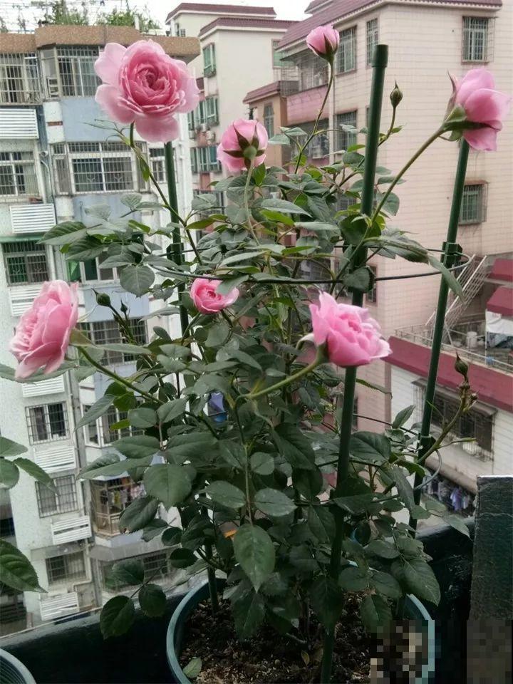路边捡把“超能肥”，撒盆里，浇点水，花儿疯长不要命！