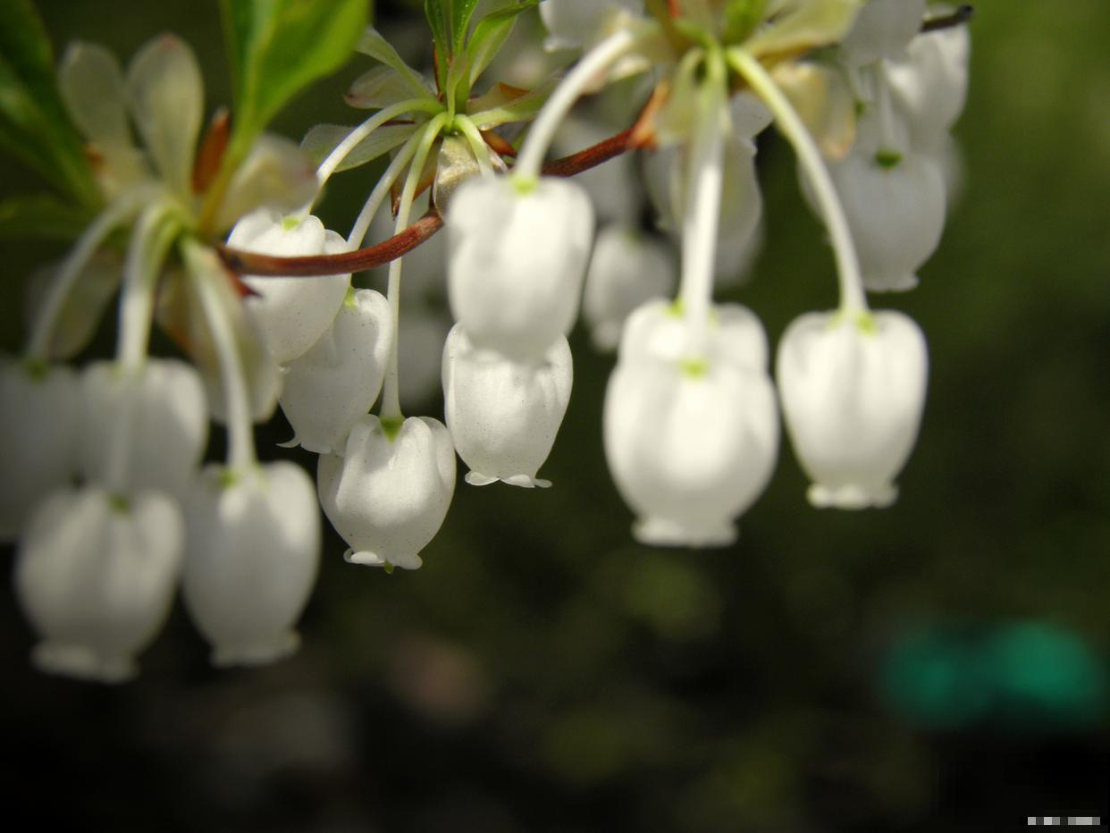 铃铛花怎么养殖？