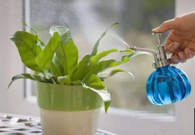 谁说夏天干燥要多浇水？这几种花稍微多浇就烂了，赶紧住手！