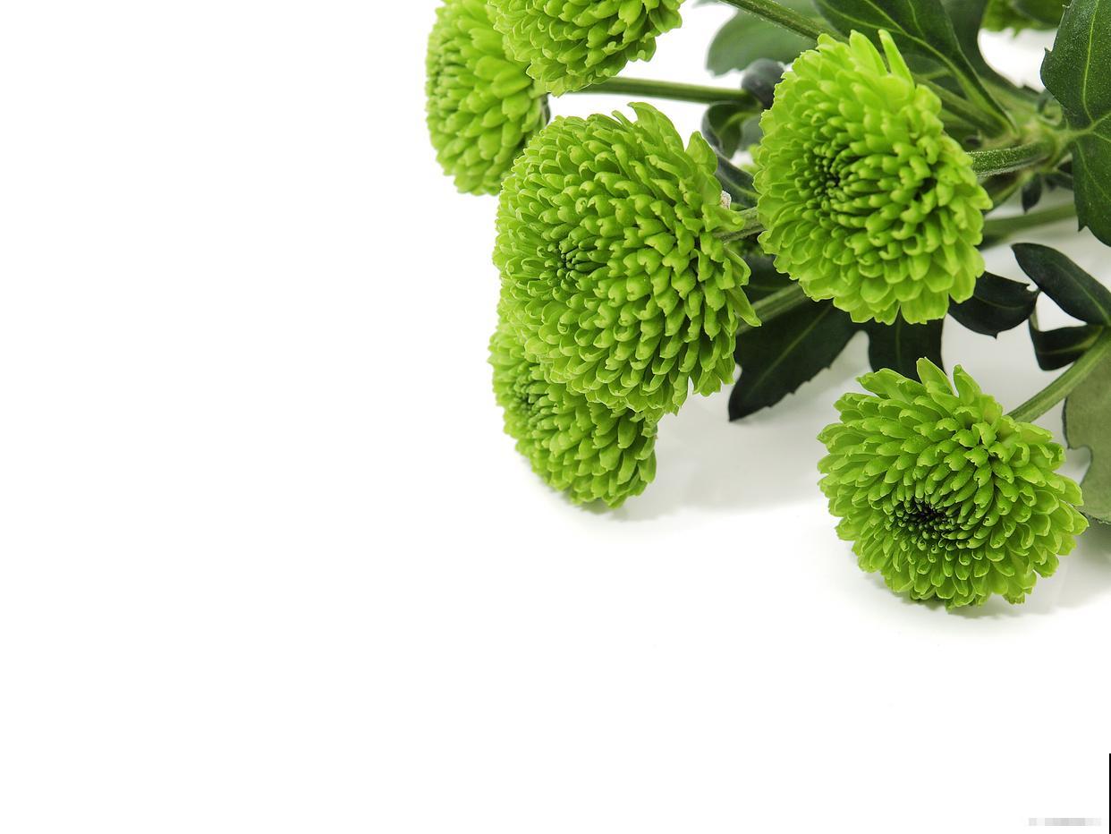 开绿花的植物有哪些