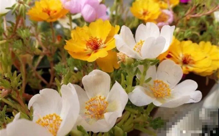 这20种花，一开就是上百天，阳台一年四季有花赏！