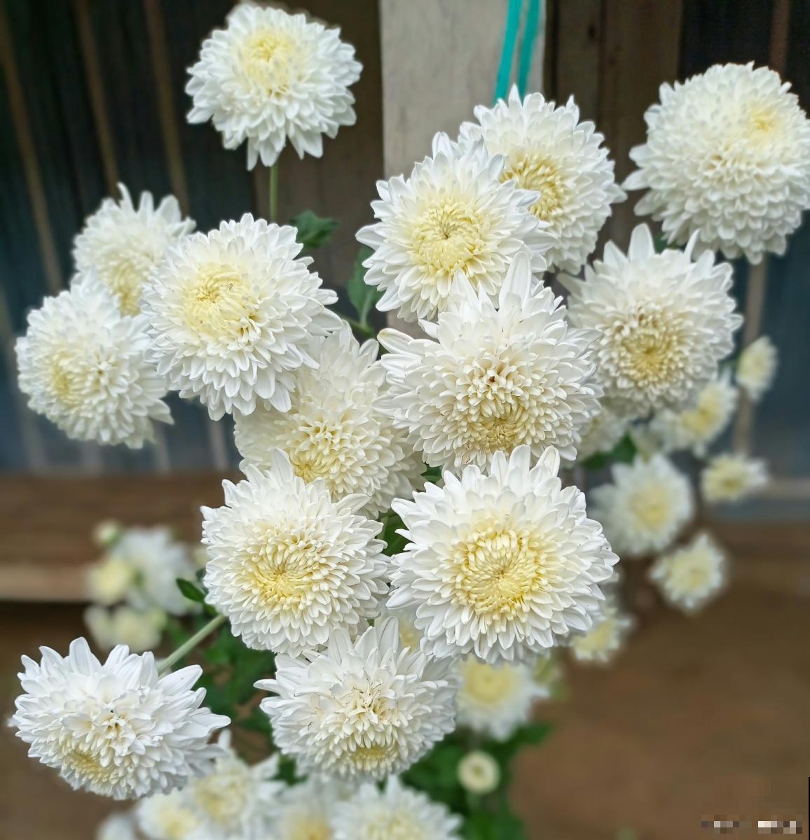 白菊花怎么养的？
