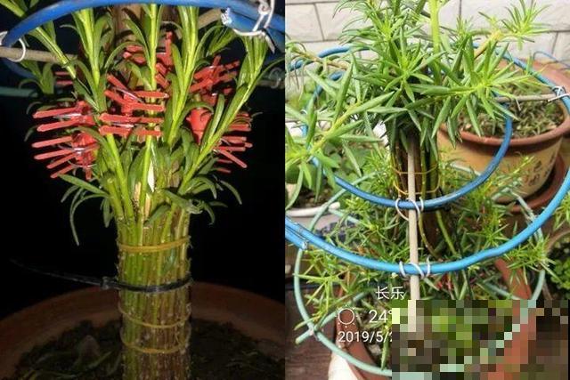 热不死的花，绑在木棍上养10天，开成一座大花塔！
