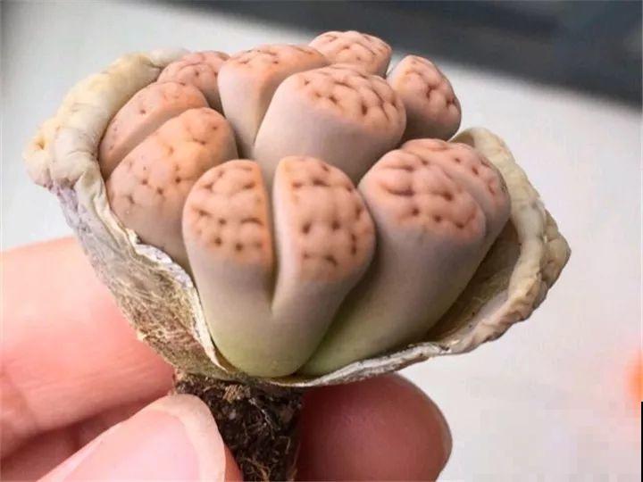 生石花个头虽小，可年年都在长，忍住别掰，一次冒出7个头！