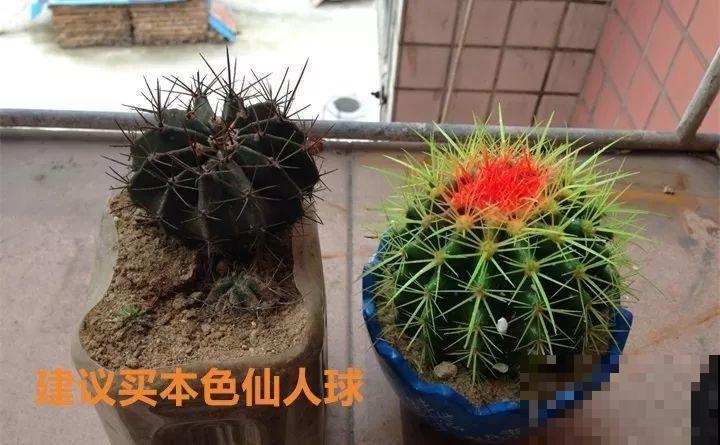 养了两个月的花，竟发现是假的？这些套路还真得摸清楚！