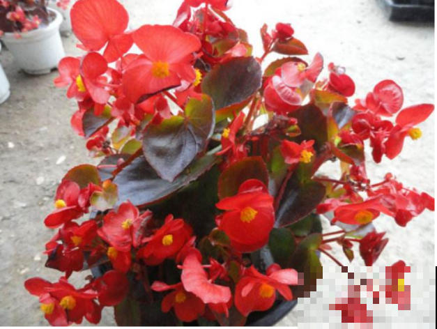 这4种花，最适合新人养，不用操啥心，一年四季有花赏！