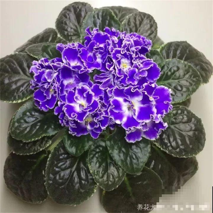 这20种花，一开就是上百天，阳台一年四季有花赏！