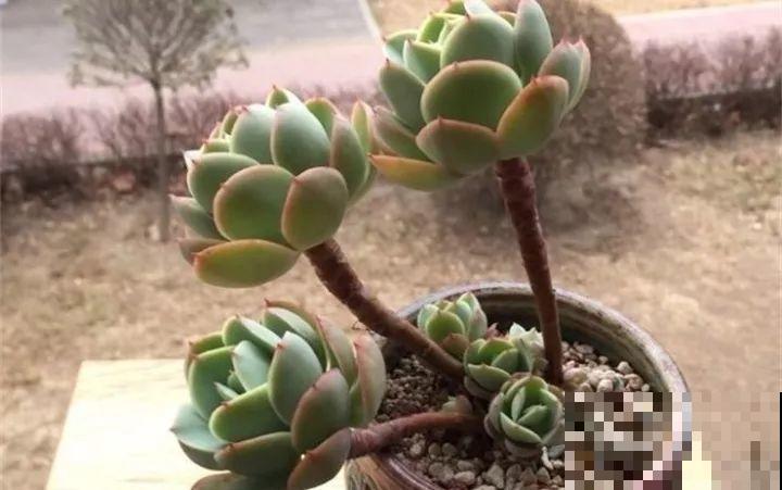 不是所有的多肉老桩都值钱，这3种老桩，千万别买！