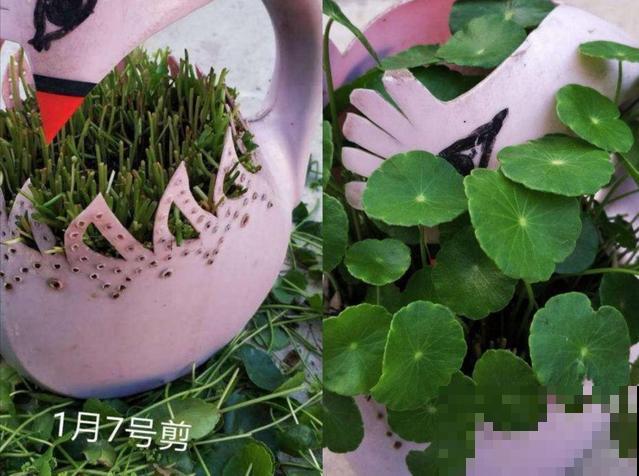 这4种花，想要度夏就得剪，新枝猛蹿，呼呼长成小瀑布！
