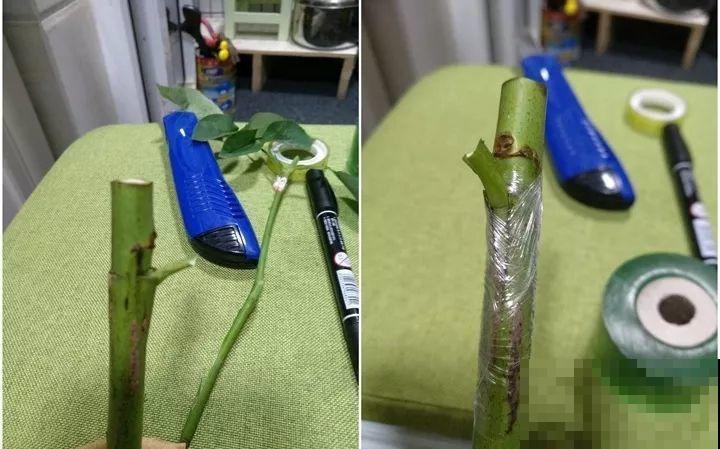 教你3种嫁接术，自己在家也能种出月季树，还能开多色！