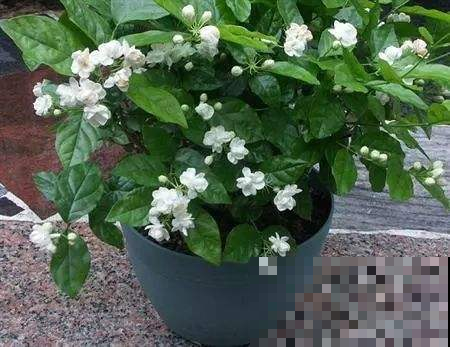 这花太爱“吃醋”，半月来一勺，开花蹭蹭的白又香！