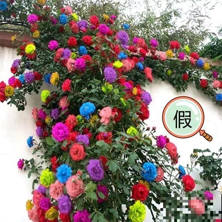 养了两个月的花，竟发现是假的？这些套路还真得摸清楚！