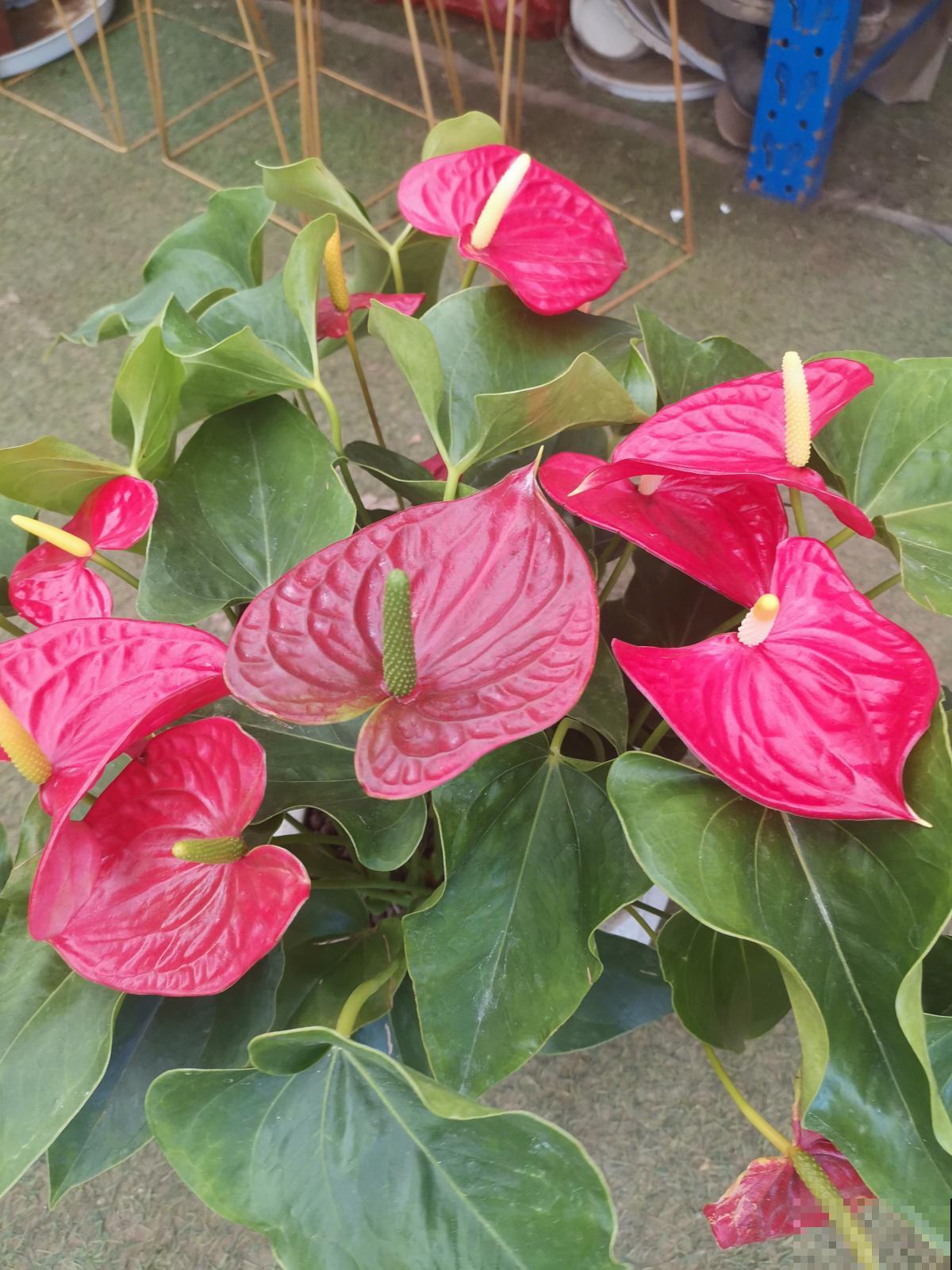 4种花是冬日里的“开花机器”，花红得像火，还有吉祥好兆头