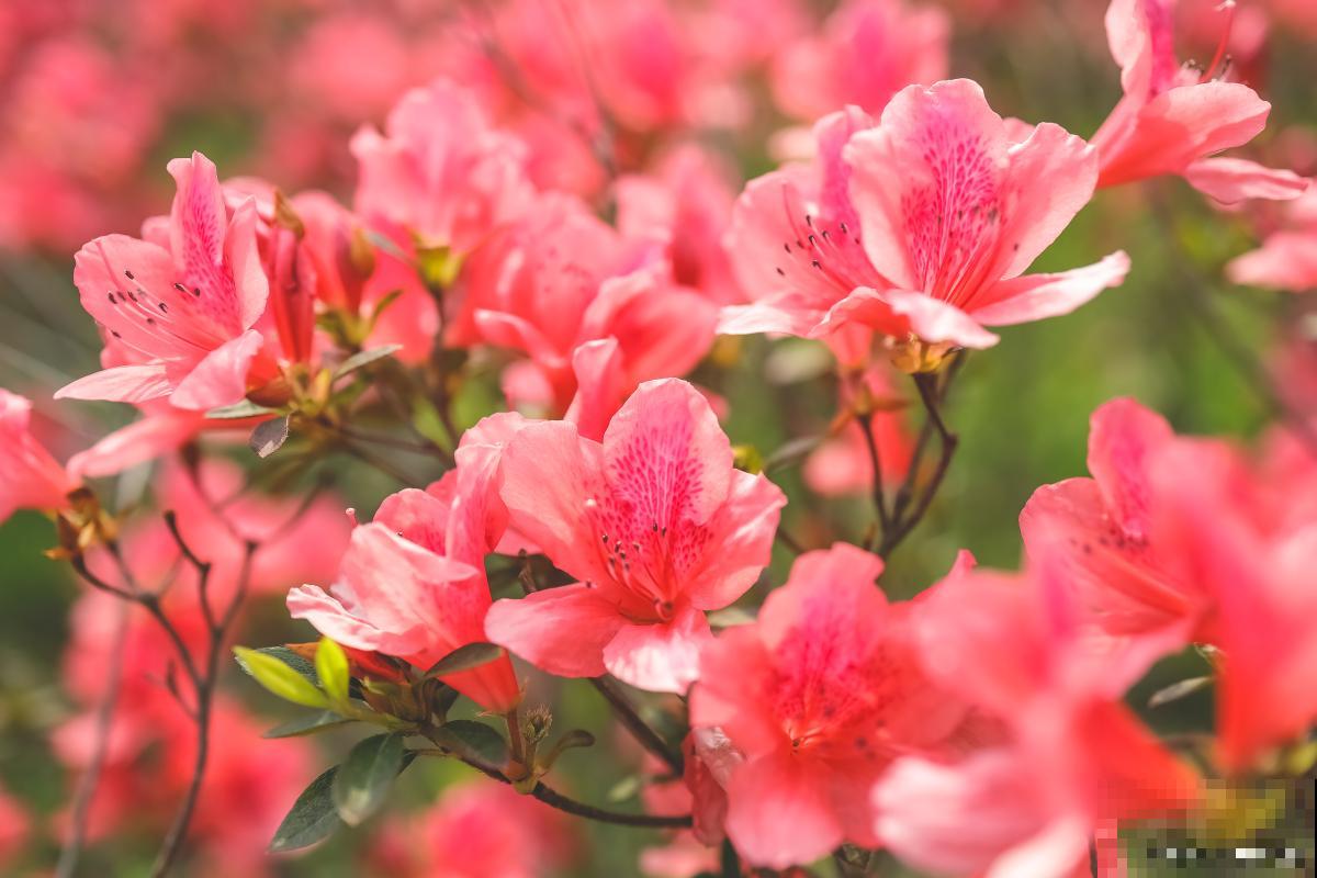 杜鹃花浇什么水最好