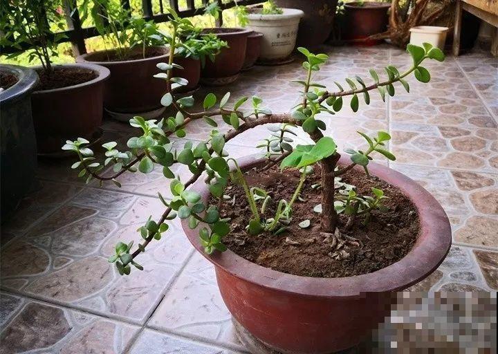 养了两个月的花，竟发现是假的？这些套路还真得摸清楚！
