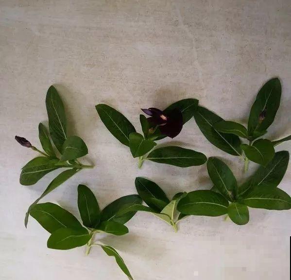 8种夏天扦插花，现在掐枝，下个月有花赏！