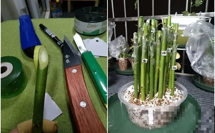 教你3种嫁接术，自己在家也能种出月季树，还能开多色！