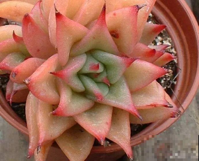 这种系列多肉，颜值高价格也贵，夏天可是“重点保护动物”！