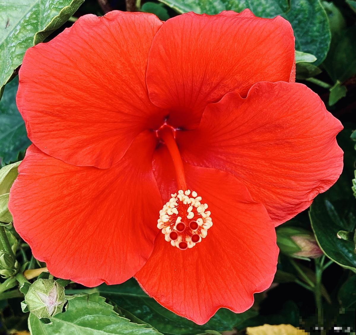 扶桑花色是什么颜色