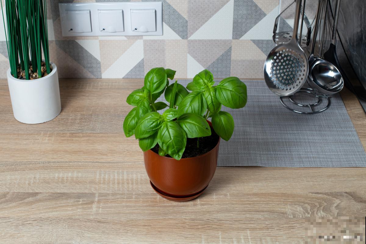 植物青苹果怎么养