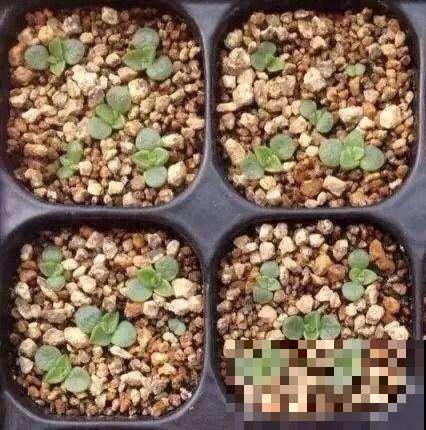 养多肉别用这种土，小心3天叶子掉光，7天只剩空盆！