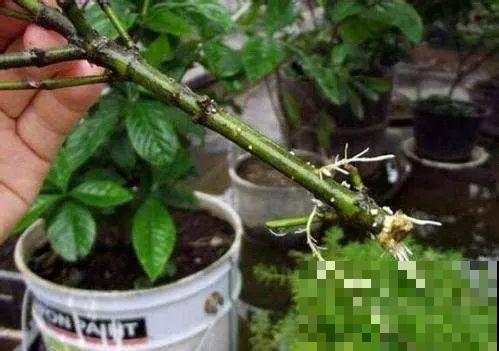 5种自制的生根水，杀菌消毒泡一泡就完事，夏天也能放心扦插！